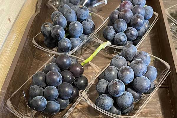 田中果樹園 TANAKA FARM