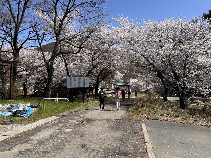 大笹街道_花見ウォーク6