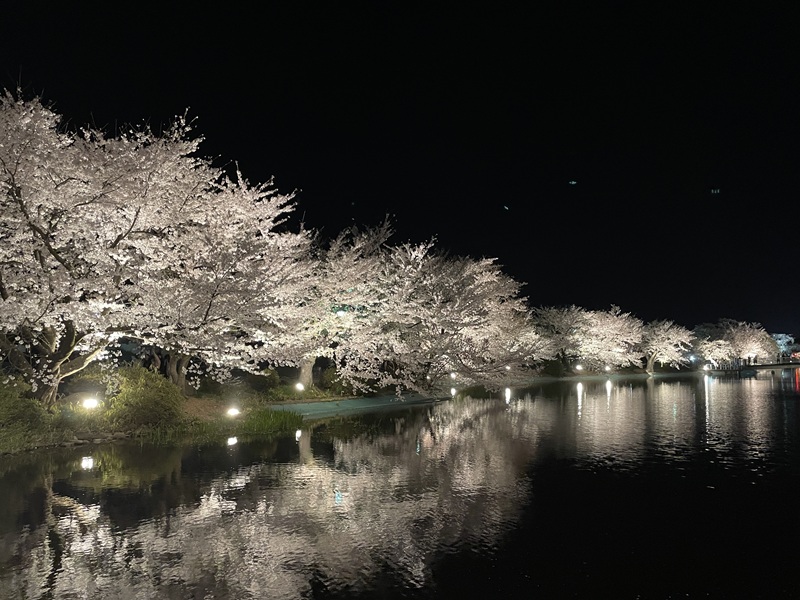 夜桜ライトアップ終了2026