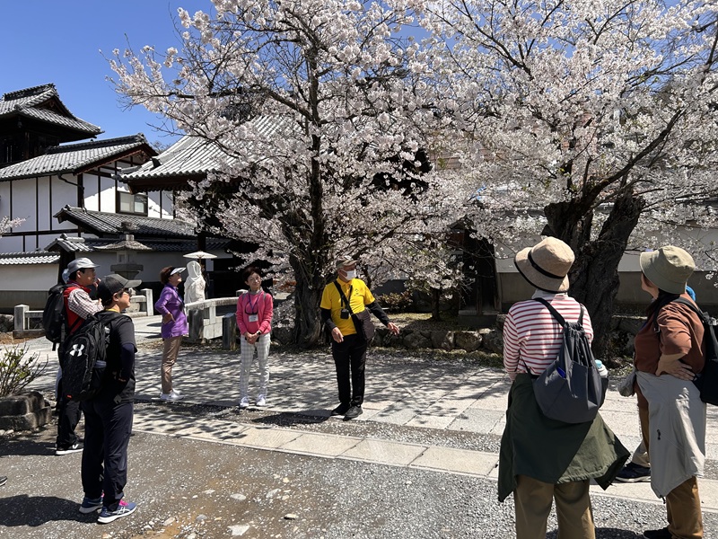 大笹街道_花見ウォーク30