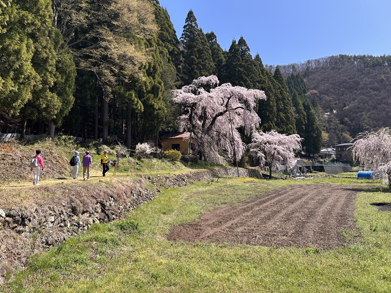 大笹街道_花見ウォーク8