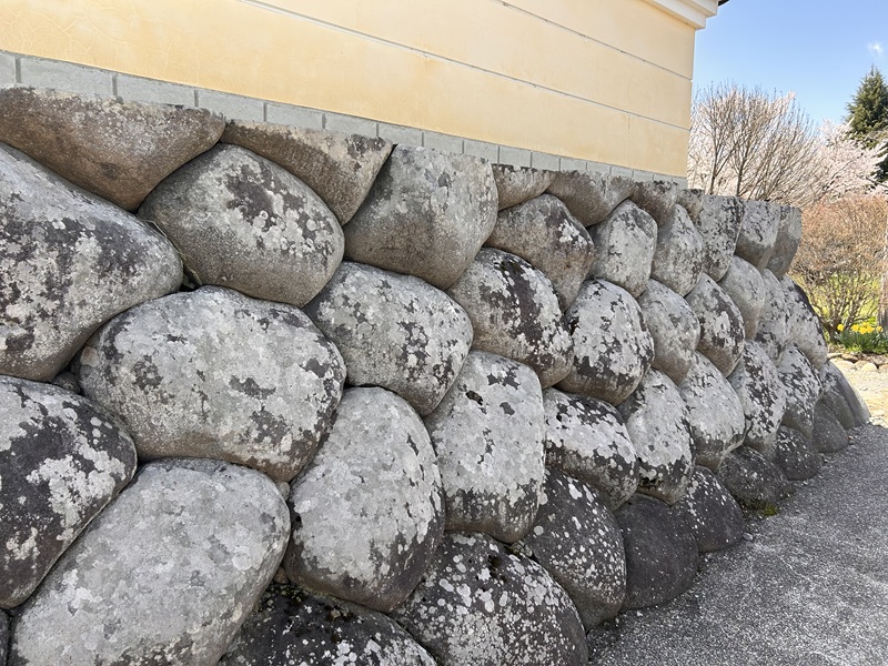 大笹街道_花見ウォーク20