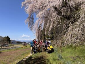 大笹街道_花見ウォーク10
