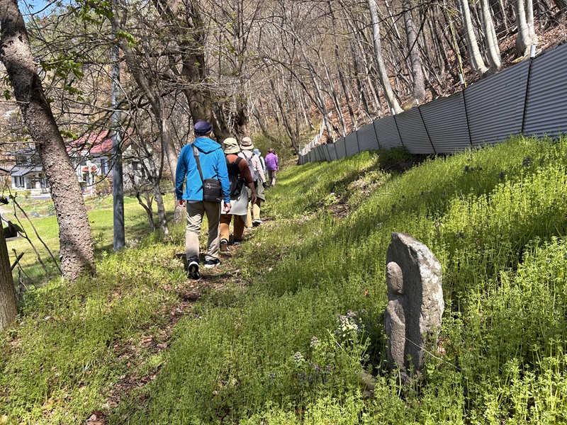 大笹街道_花見ウォーク11