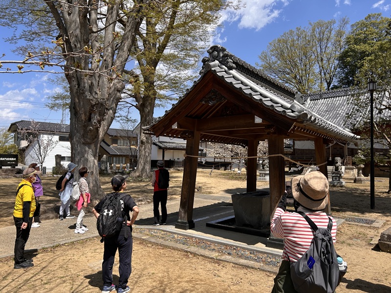 大笹街道_花見ウォーク22