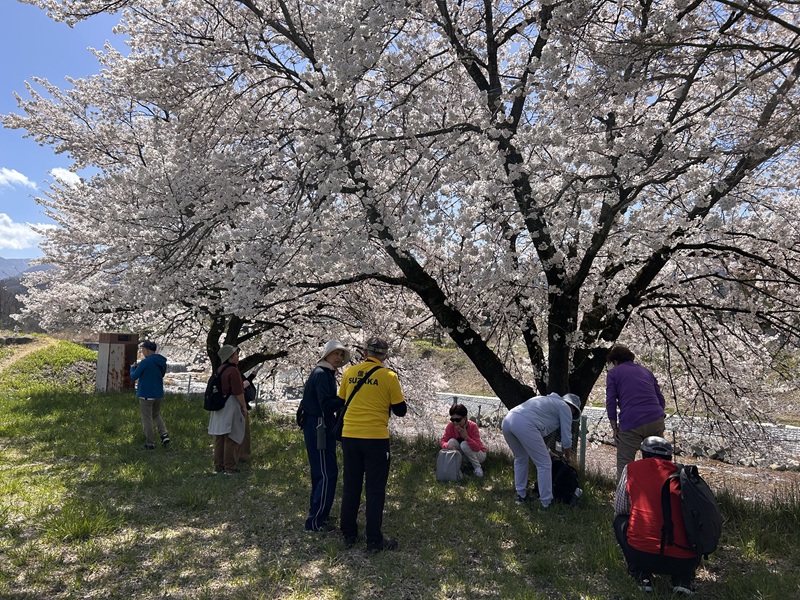 大笹街道_花見ウォーク12