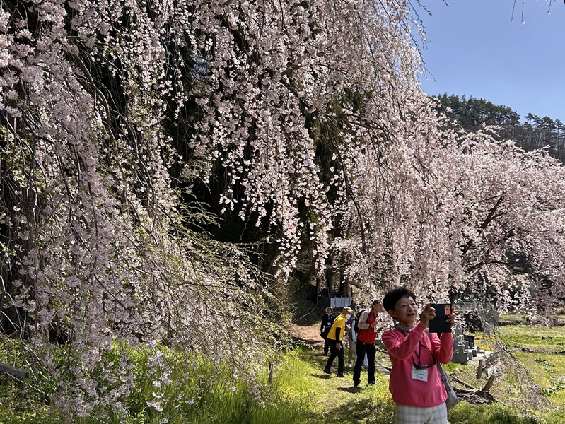 大笹街道_花見ウォーク29